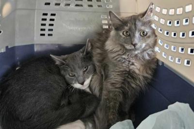 Two cats sitting in a pet carrier ready for transport